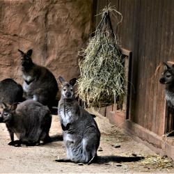 Jihočeská zoologická zahrada v Hluboké nad Vltavou má opět otevřeno.