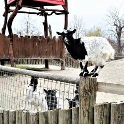 Jihočeská zoologická zahrada v Hluboké nad Vltavou má opět otevřeno.