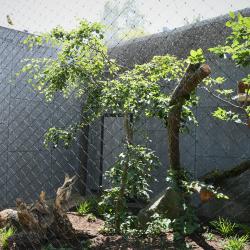 Zoologická zahrada Hluboká nad Vltavou otevírá novou expozici sov.