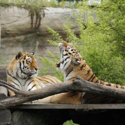 Samec tygra ussurijského Oliver odcestoval ve čtvrtek 4. června v rámci chovatelské spolupráce ze Zoo Hluboká do zoologické zahrady v Hodoníně.
