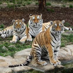 Samec tygra ussurijského Oliver odcestoval ve čtvrtek 4. června v rámci chovatelské spolupráce ze Zoo Hluboká do zoologické zahrady v Hodoníně.