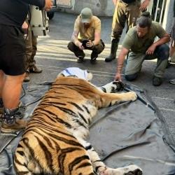 Samec tygra ussurijského Oliver odcestoval ve čtvrtek 4. června v rámci chovatelské spolupráce ze Zoo Hluboká do zoologické zahrady v Hodoníně.