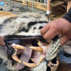 Samec tygra ussurijského Oliver odcestoval ve čtvrtek 4. června v rámci chovatelské spolupráce ze Zoo Hluboká do zoologické zahrady v Hodoníně.