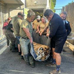 Samec tygra ussurijského Oliver odcestoval ve čtvrtek 4. června v rámci chovatelské spolupráce ze Zoo Hluboká do zoologické zahrady v Hodoníně.