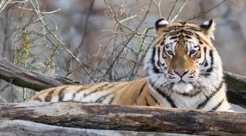 Zoo Hluboká.