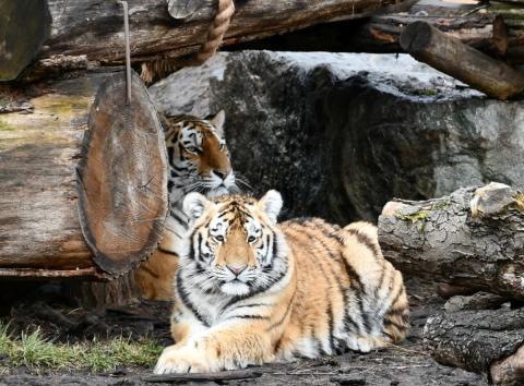 Zoo Hluboká.