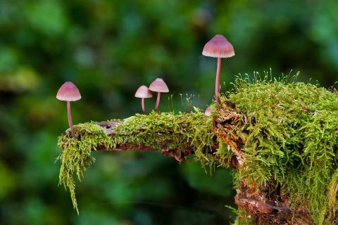 Ilustrační foto (zdroj obrázku www.pixabay.com)
