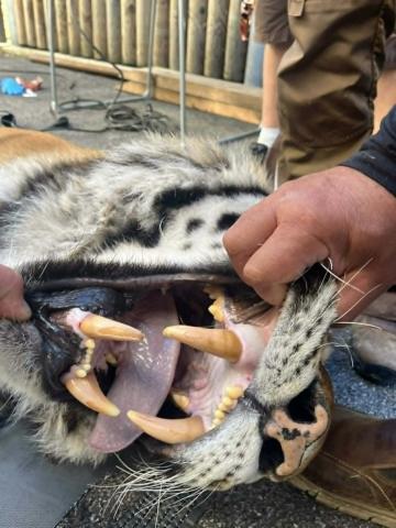 Samec tygra ussurijského Oliver odcestoval ve čtvrtek 4. června v rámci chovatelské spolupráce ze Zoo Hluboká do zoologické zahrady v Hodoníně.
