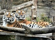 Jihočeská zoologická zahrada v Hluboké nad Vltavou má opět otevřeno.