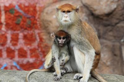 Vyšlo nové číslo Zoo novin. Nahlédněte do života Zoo Hluboká.